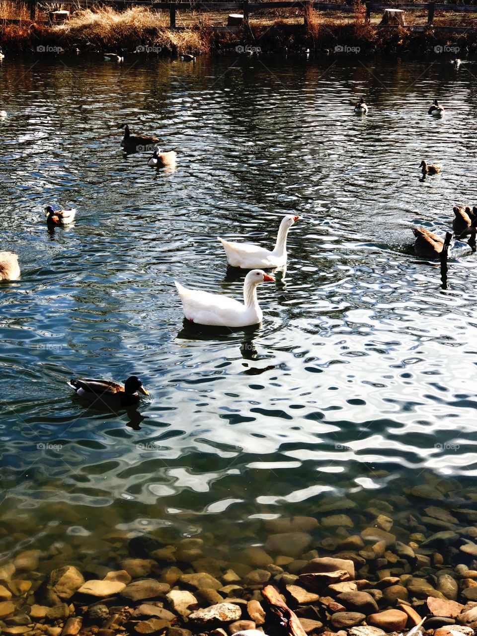 Duck pond 