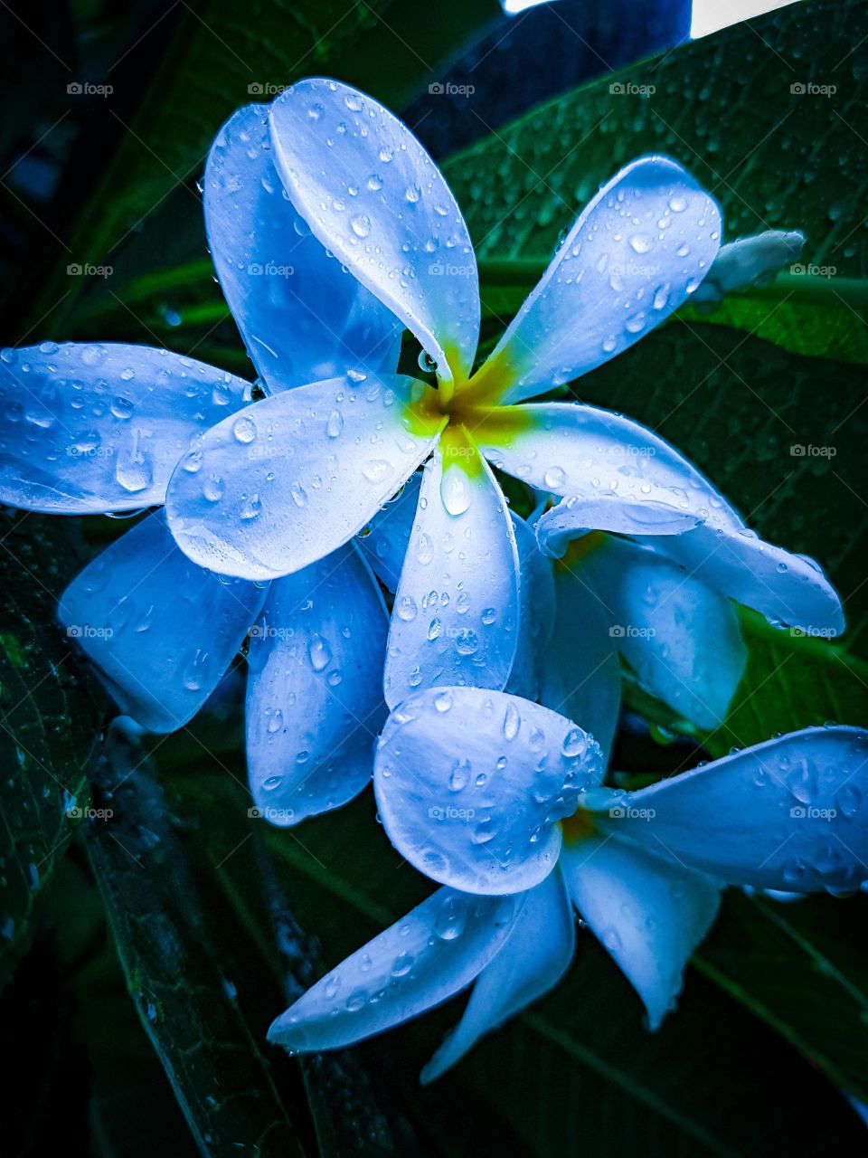 wonderful ... image🖼️
   Beautiful Flower🌼 Leaf🍁
