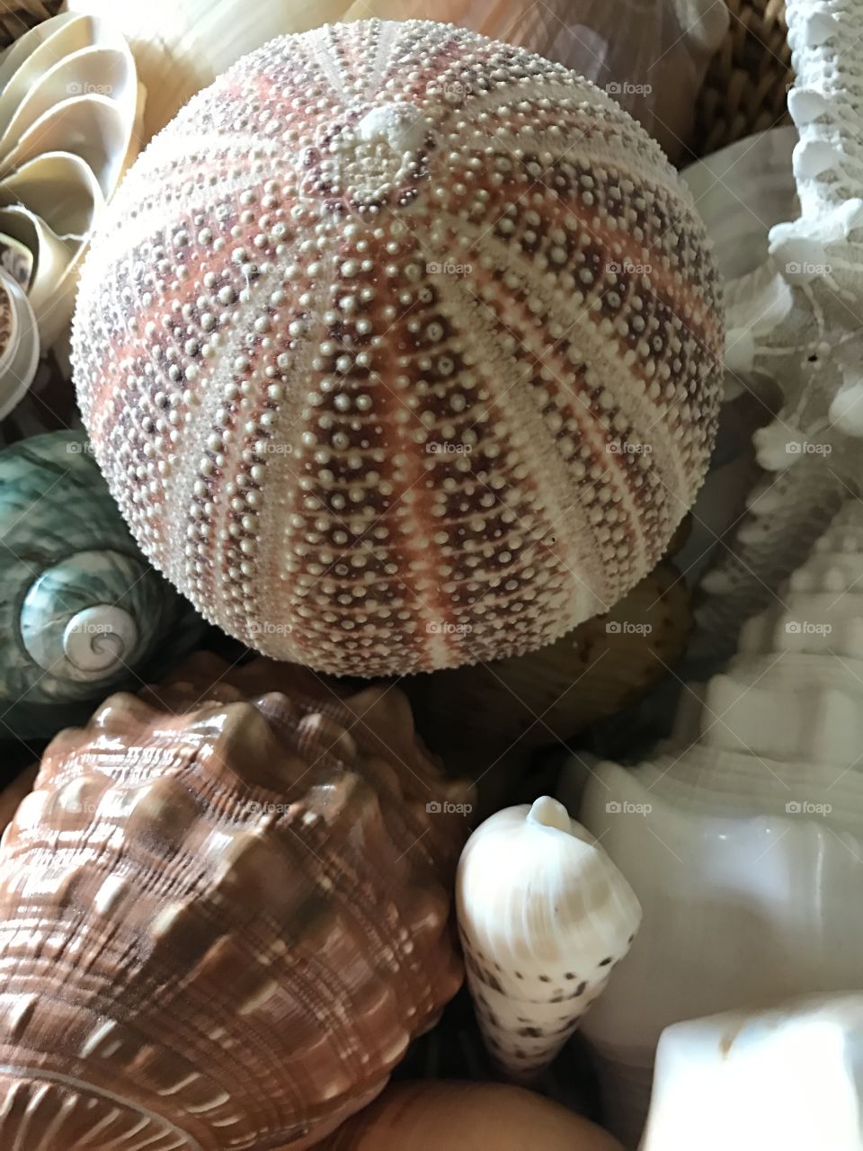 Sea shells 