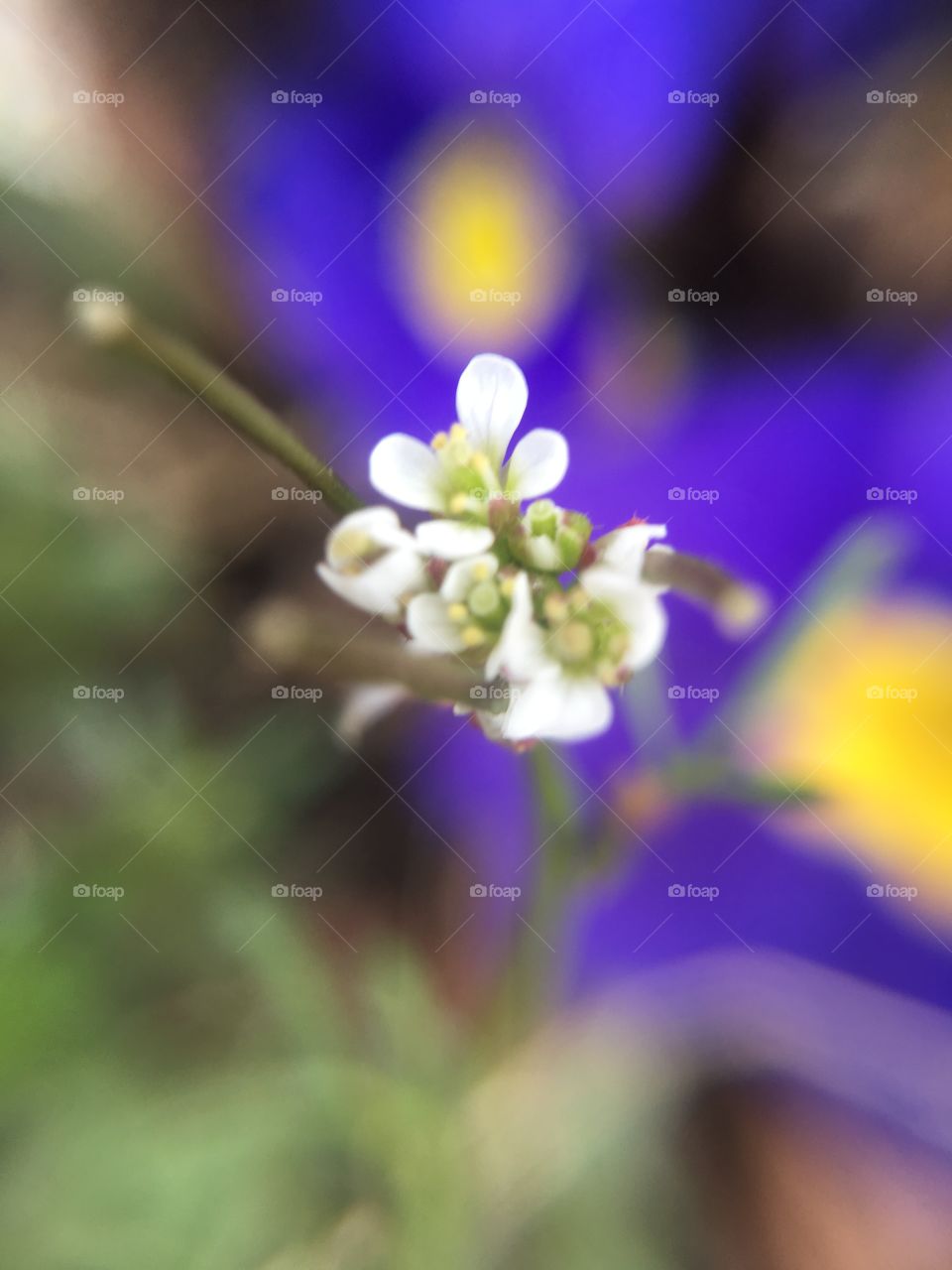 Tiny flowers against primrose backdrop 