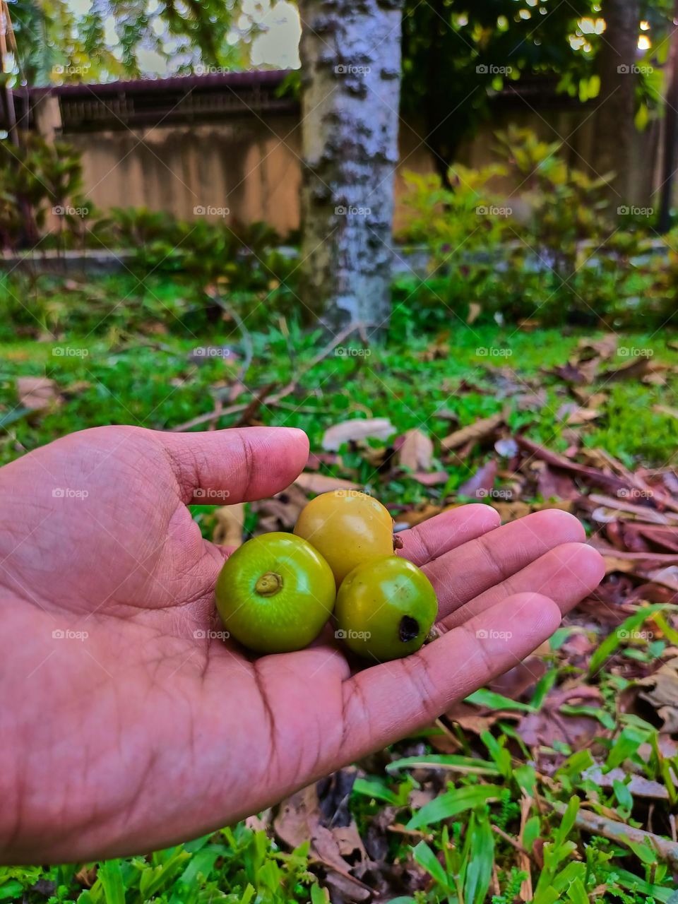 White teak fruits (Gmelina arborea) on the ground under the tree.