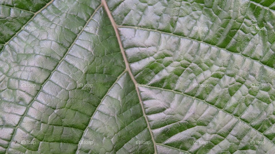 Leaf