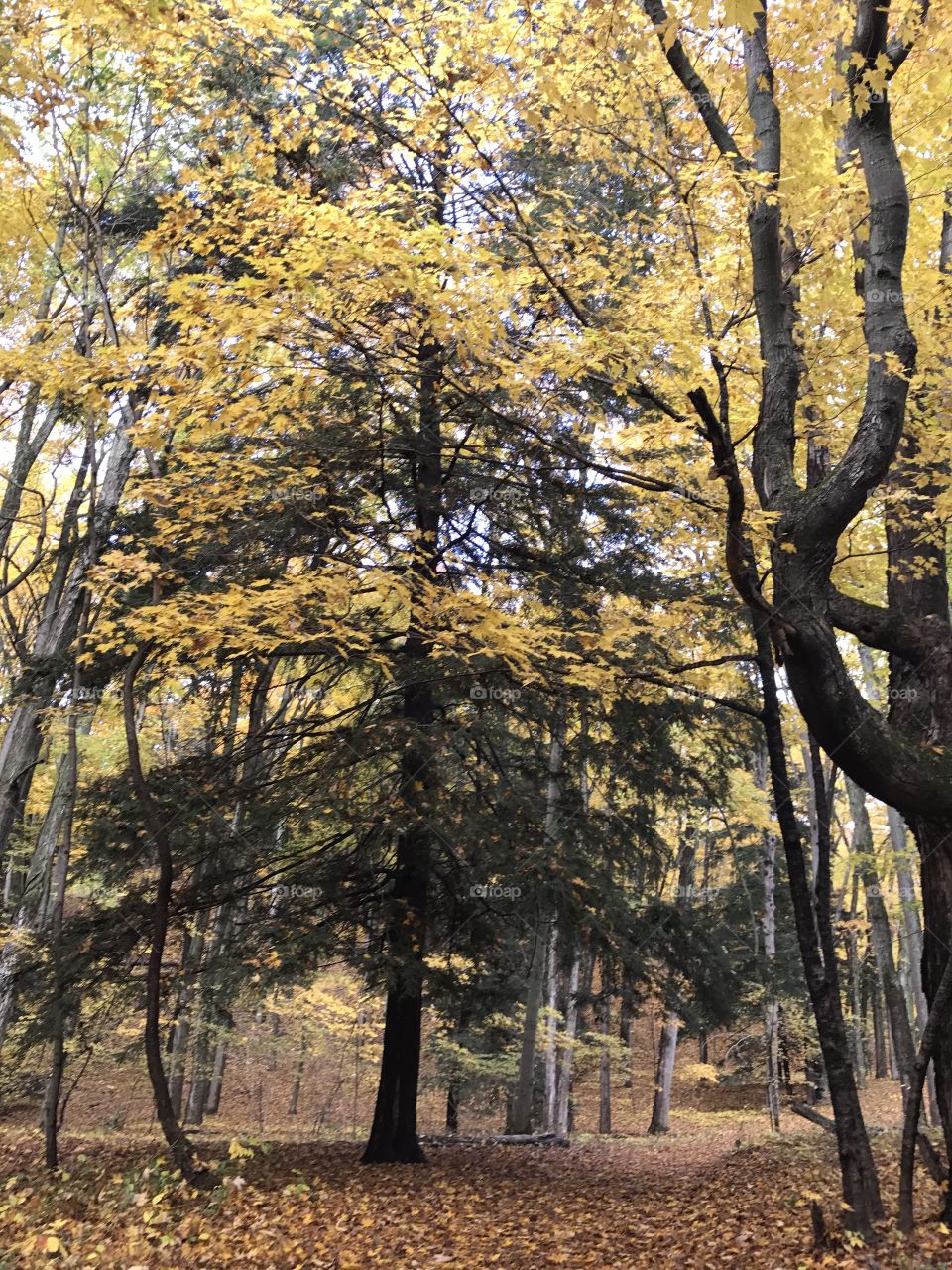 Tree, Wood, Fall, Leaf, Landscape