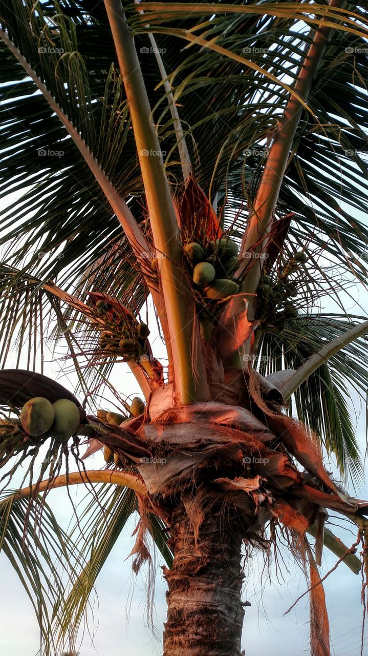 Palm tree at sunset. Big Island of Hawaii.