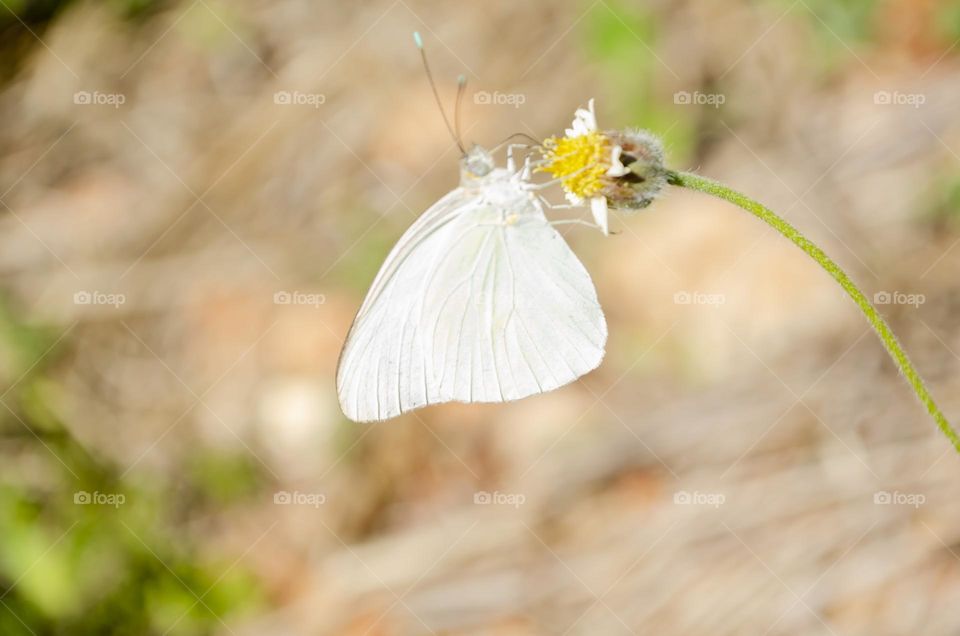 Butterfly On Spanish Needle Plant