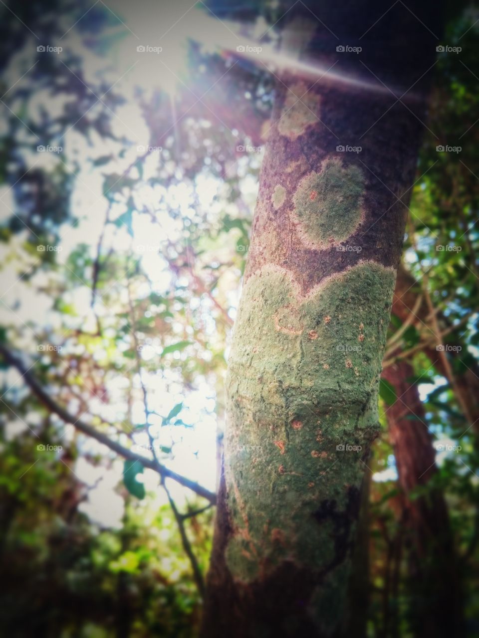Heart-Shaped Algae on Tree. sun shining on backyard discovery