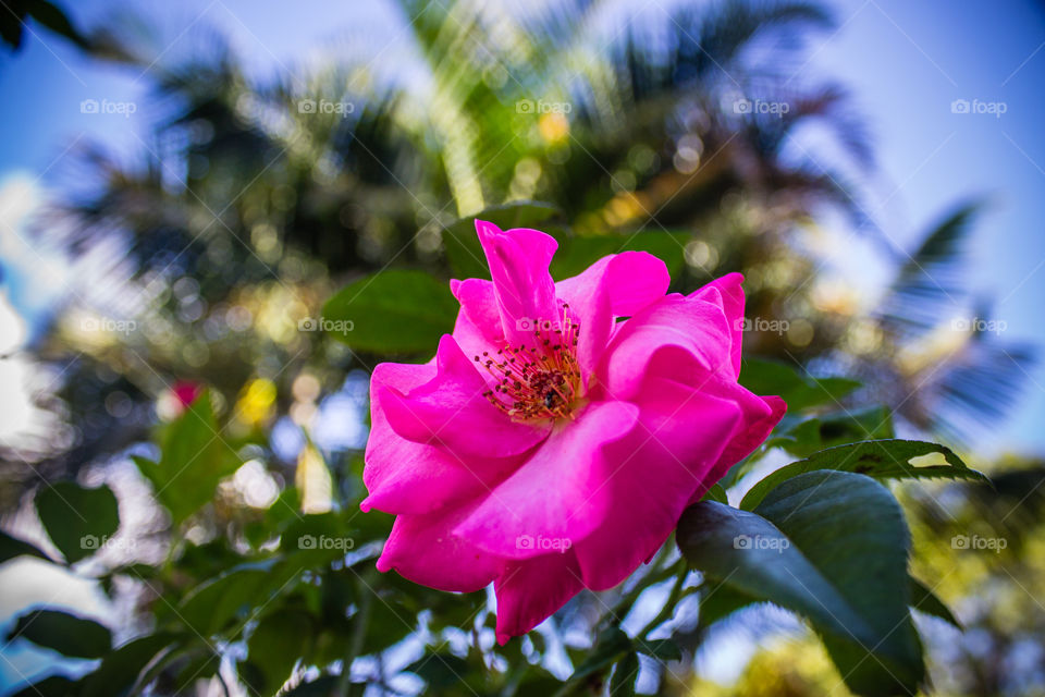pink rose from lower point of view