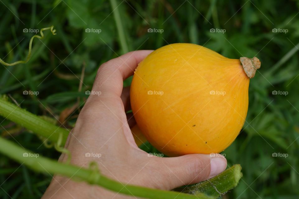 pumpkin in the hand autumn harvest