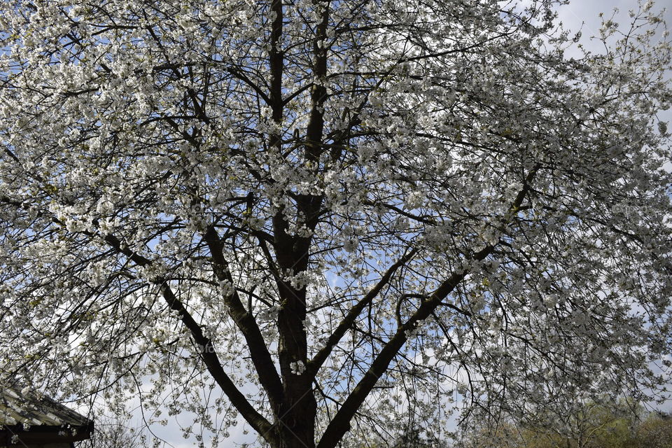 White blossom, taken on a Nikon D3300 