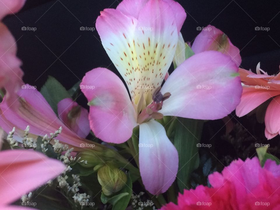 Beautiful light pink flower 