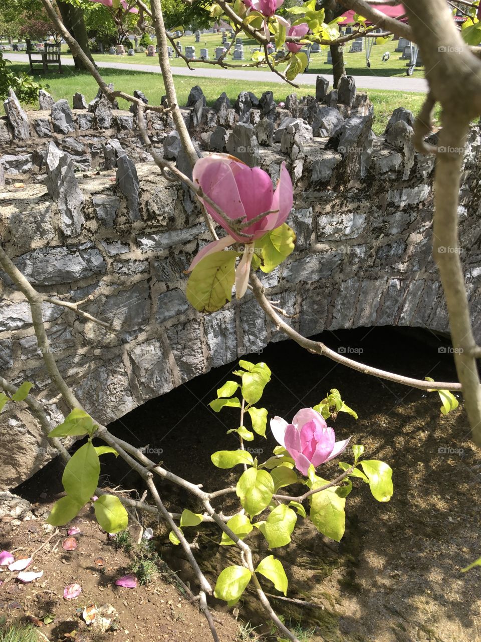 Stone wall creek flower bridge blooming pink trees 