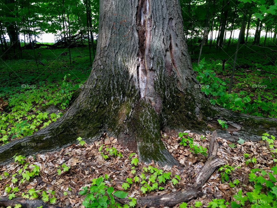 Base of a large tree