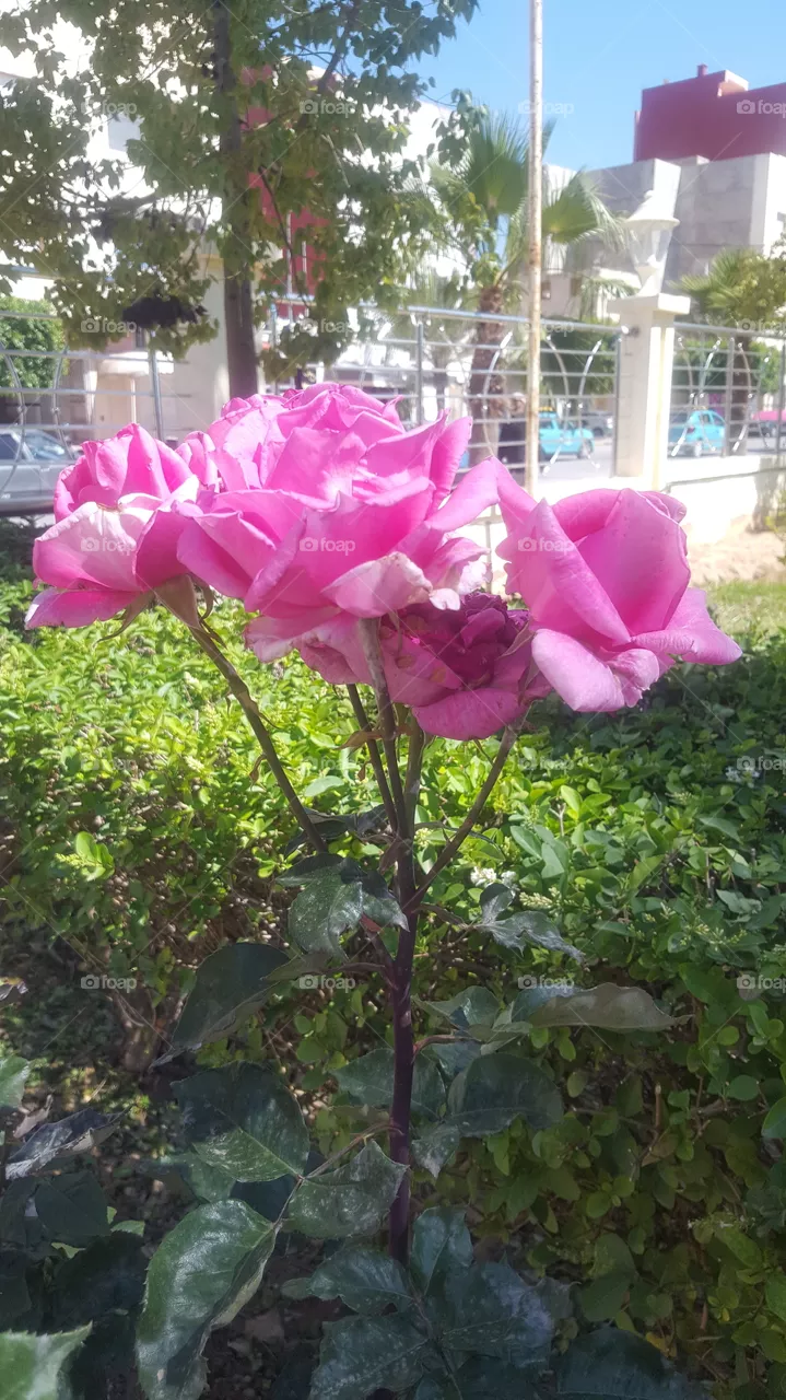 flore