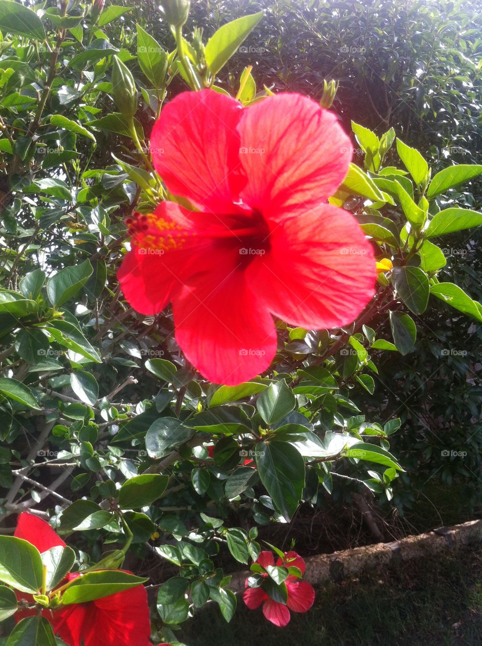 Red Flower 6