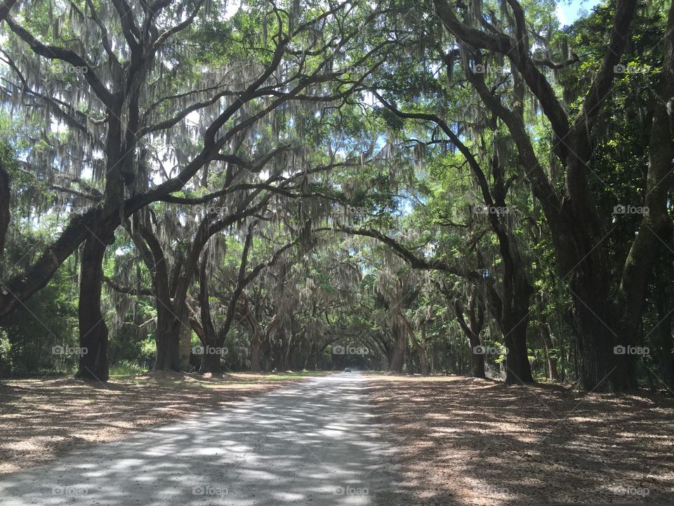 Oak Avenue, tree-lined entrance to The Wormsloe Historic Site, a Plantation near Savannah, Georgia.