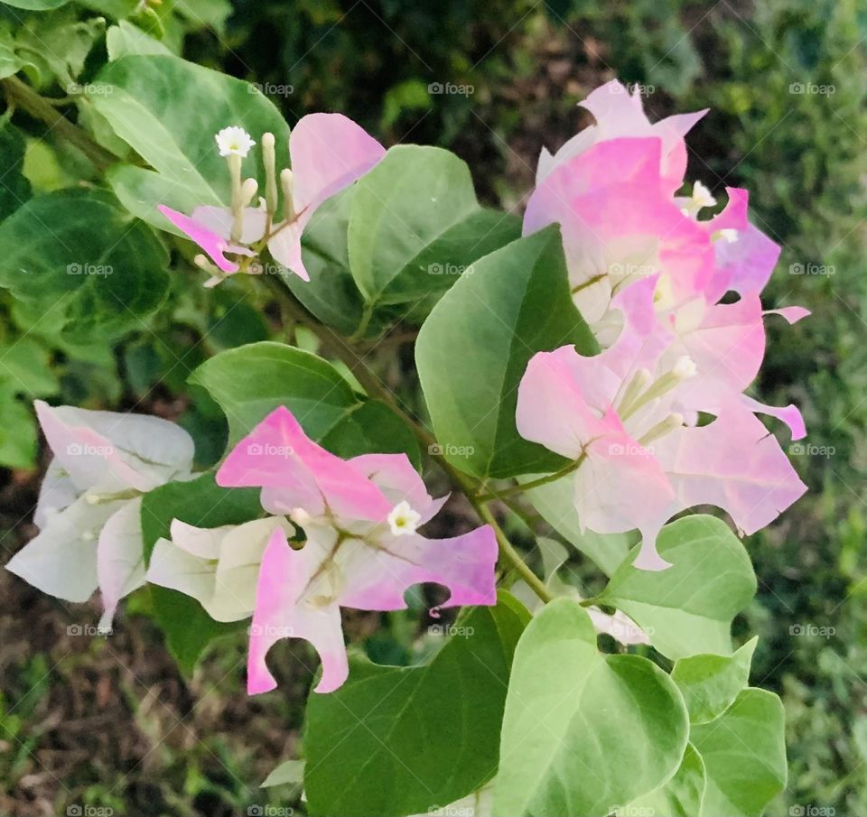 PINK FLOWERS