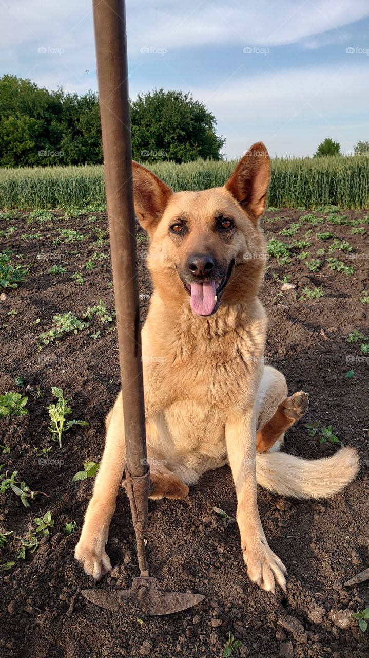 Dog and vegetable garden.My dog ​​loves to pose for a photo shoot.