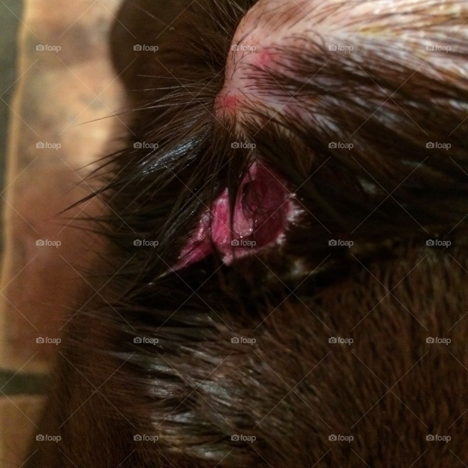 Close up of gory bloody deep bleeding dog bite wound from uncontrolled dog with a bad owner