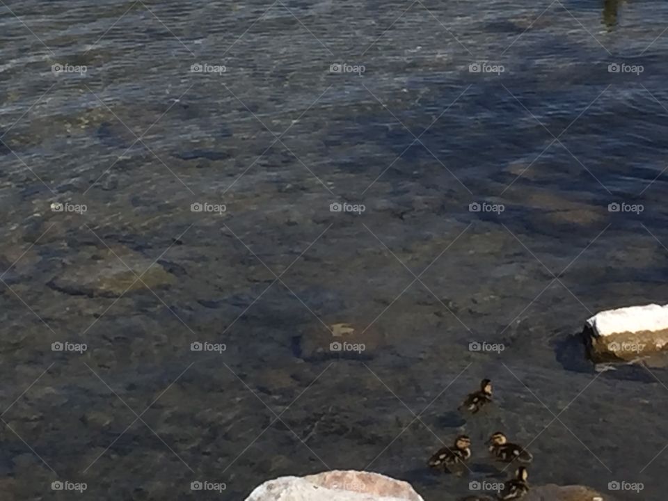 Baby Ducklings. Copyright © CM Photography. May 2019.