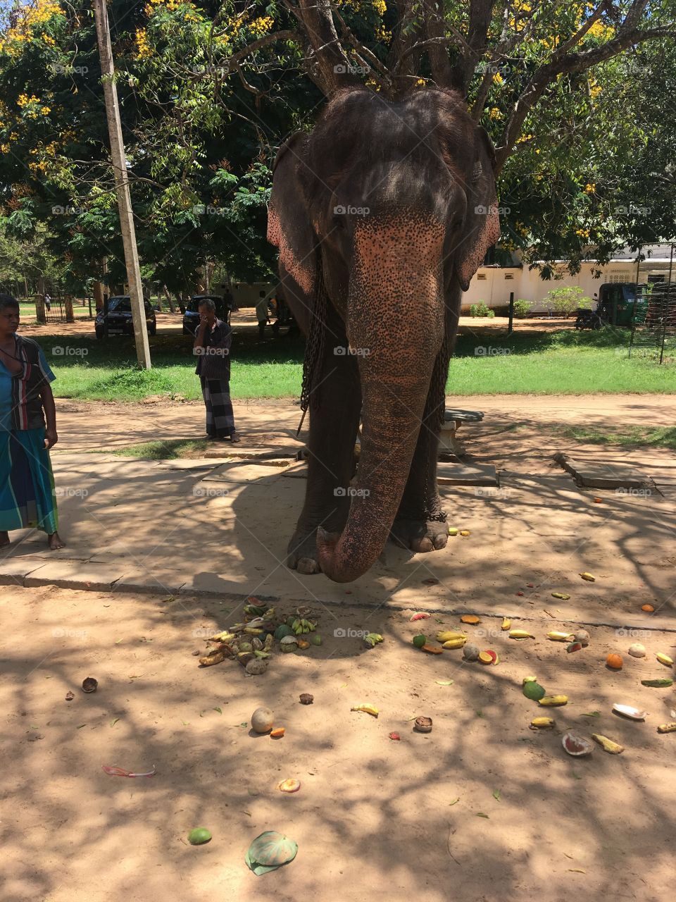 Elephant 