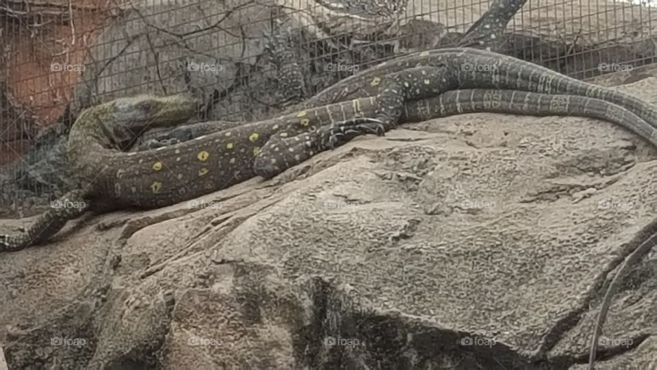 crocodile monitor