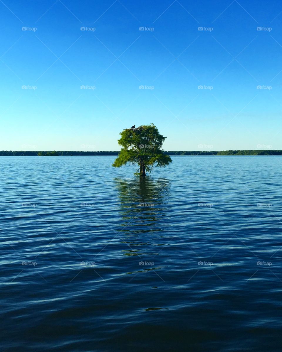 Osprey nest in cypress tree in the middle of a serene lake on a summer’s day. Symmetrical and breathtaking. Nature at its finest, captured in SC.