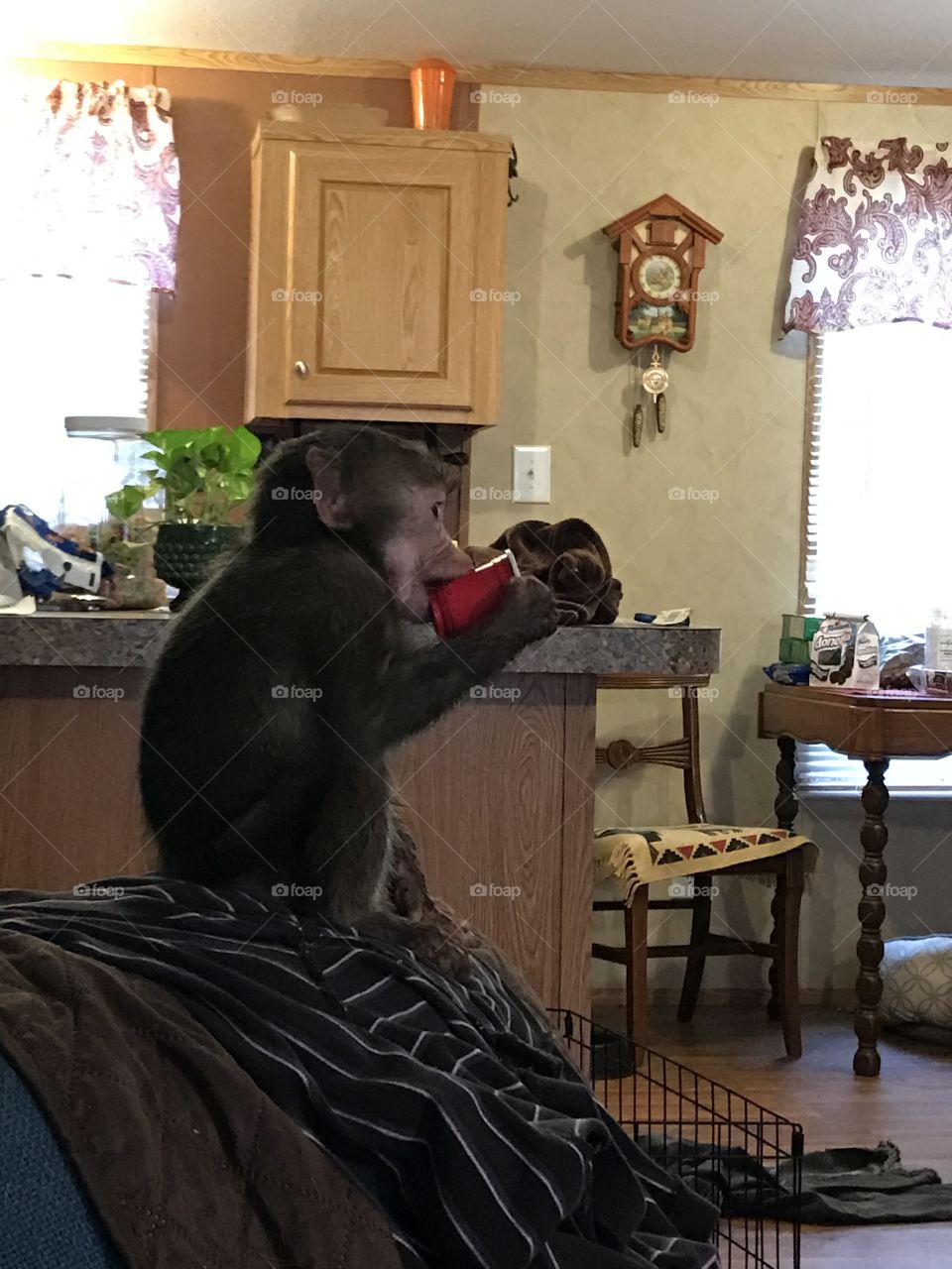 baboon monkey