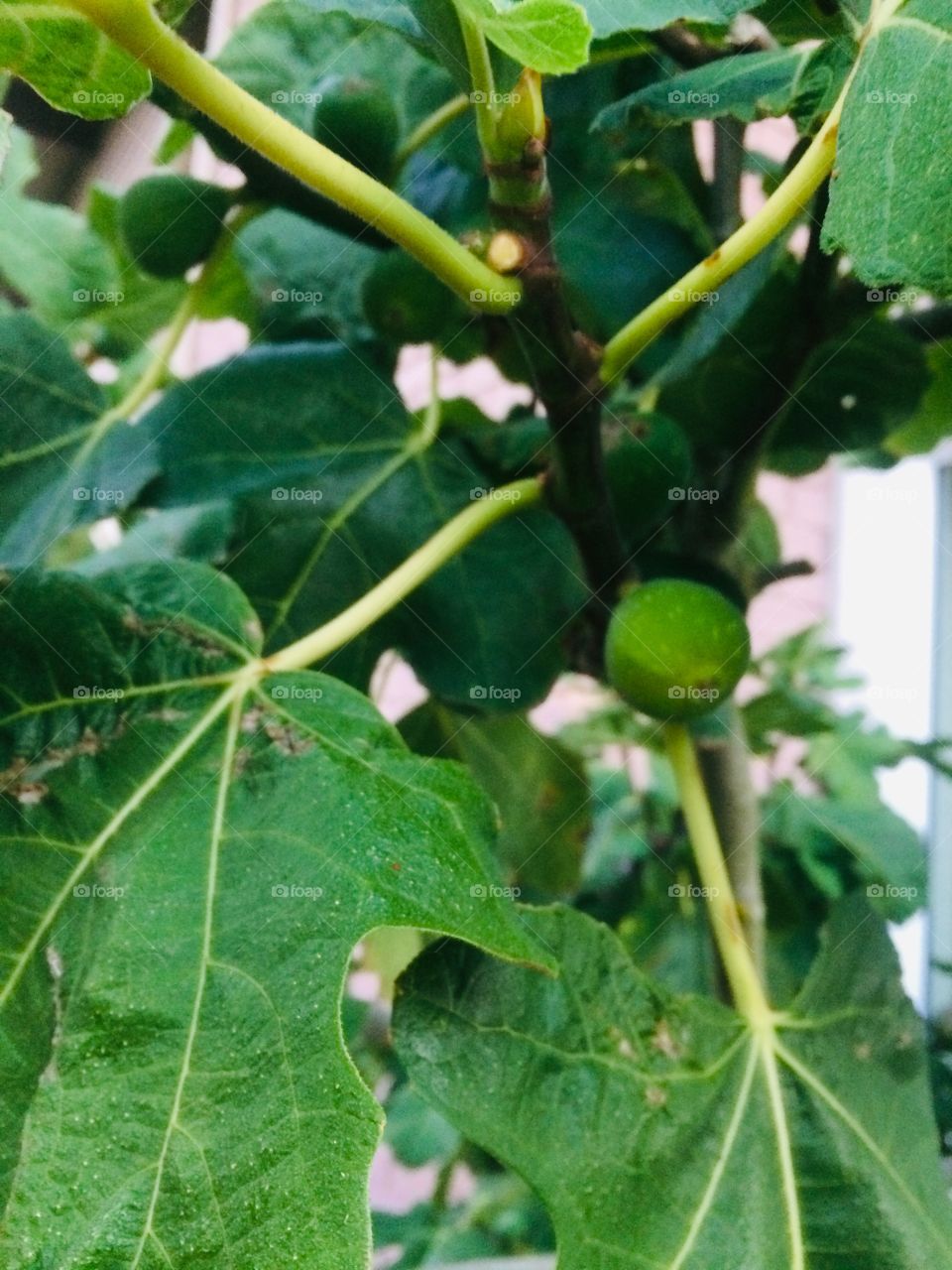 Fig tree