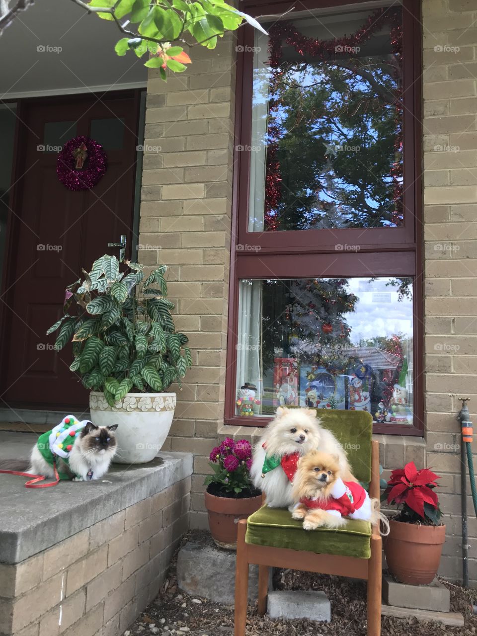 Cuties pets with the sign of window house decorating for Christmas in Cheltenham Melbourne Australia 