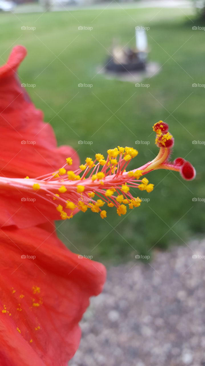 hibiscus stem