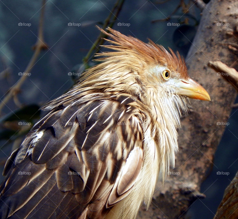 Kookaburra. kookaburra head study