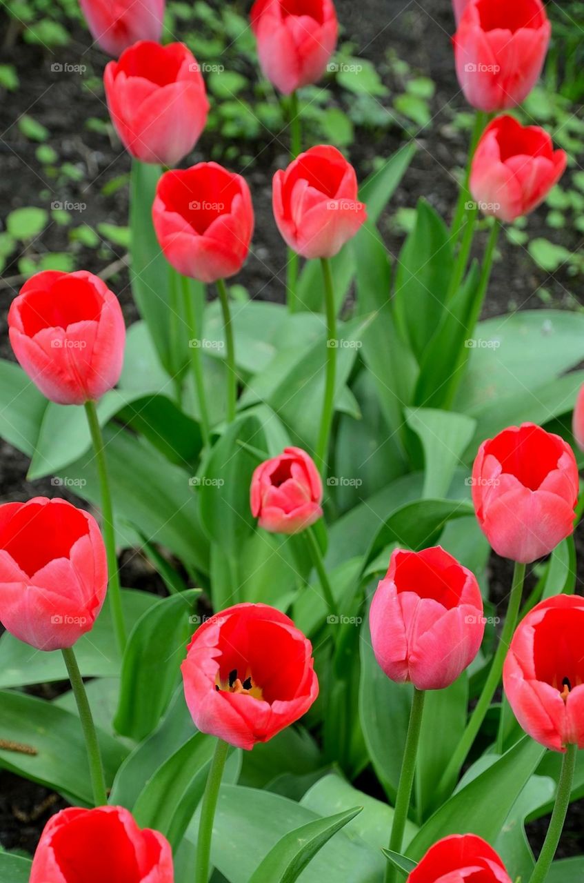 Tulips