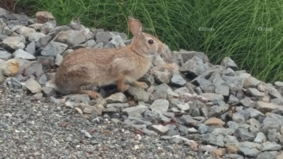 bunny rabbit