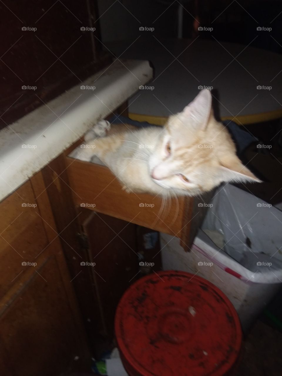 Chester in spoon drawer