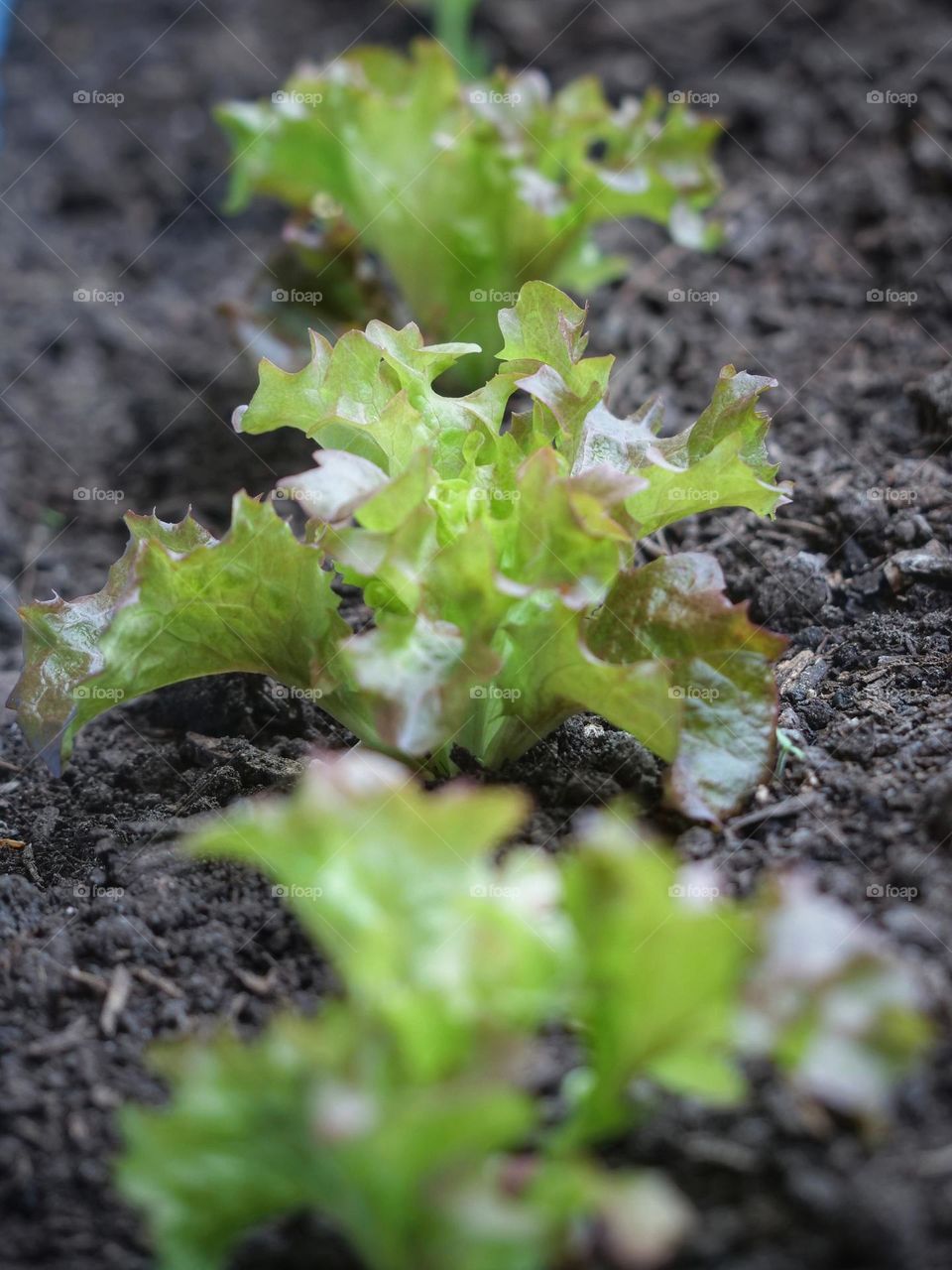 Lettuce Growing