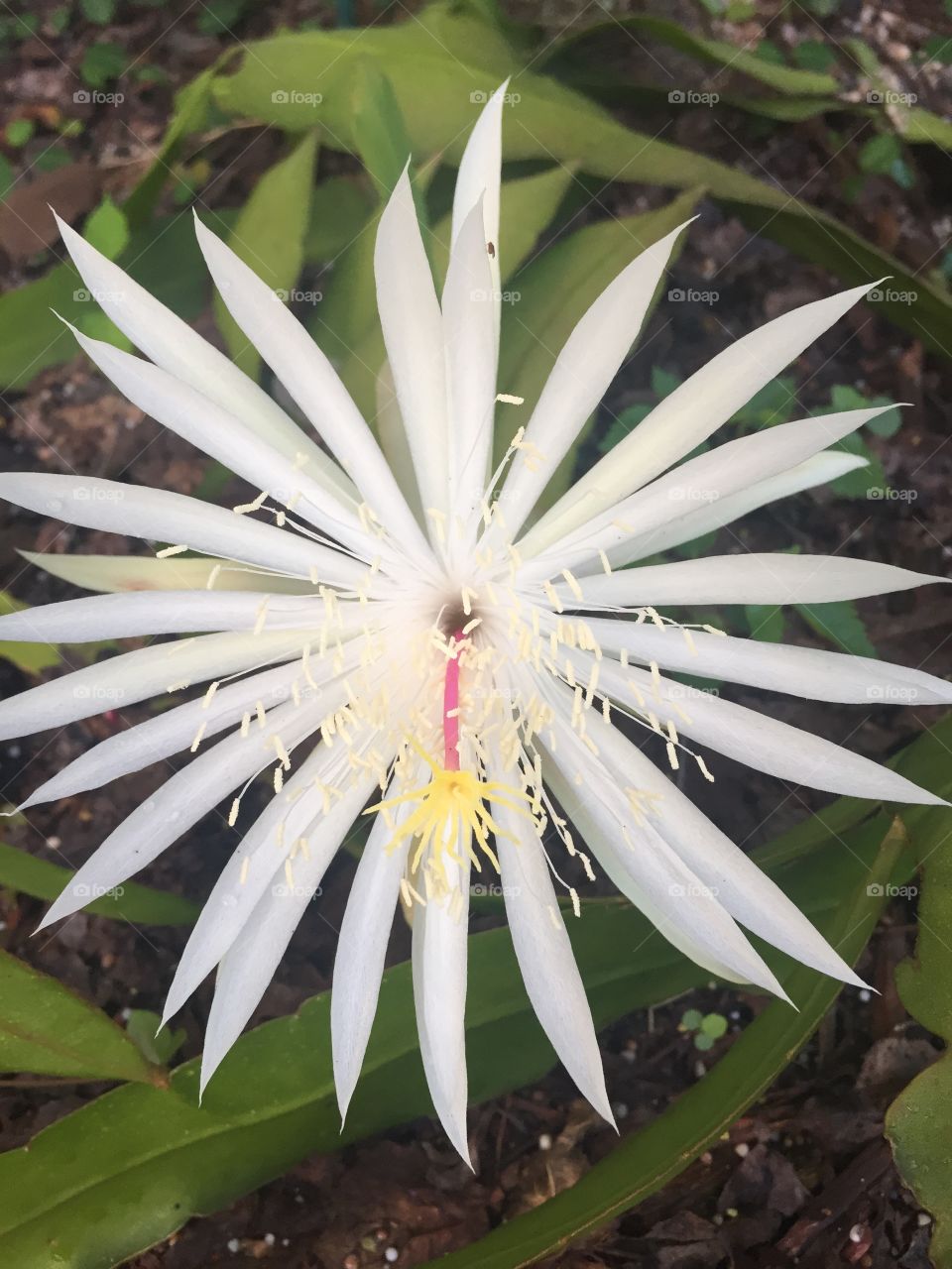 This flower opens for just a few hours at sunrise 