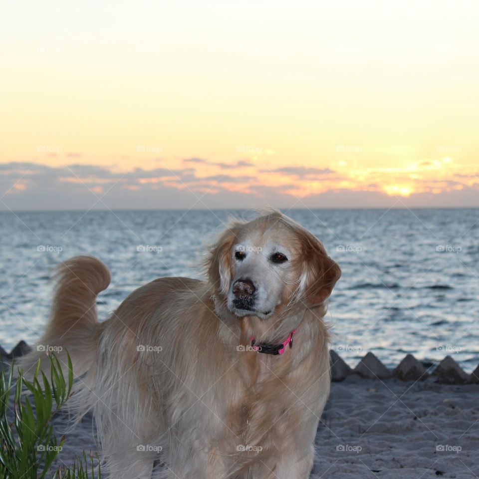 Christmas in Florida