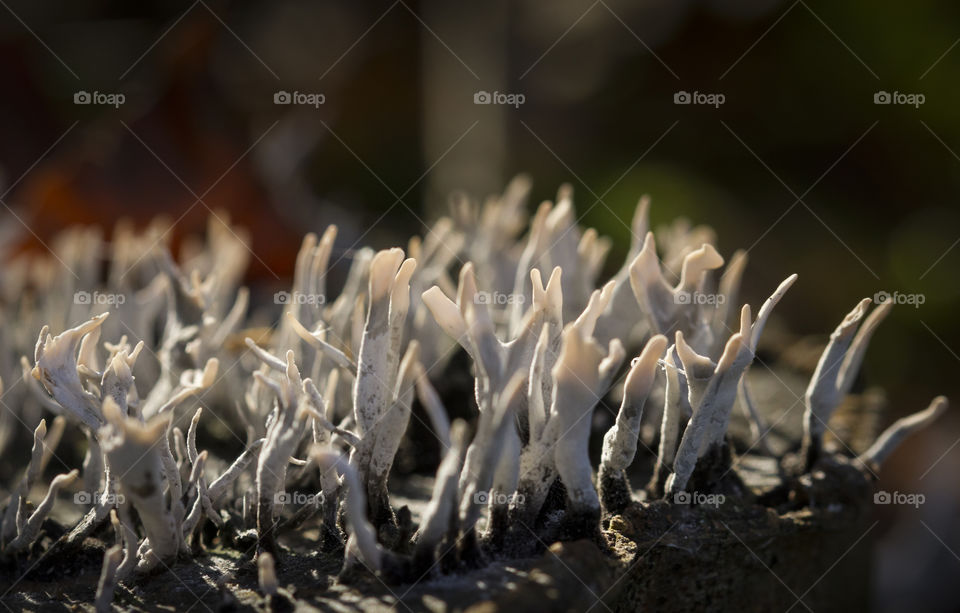 Fungus on an old tree