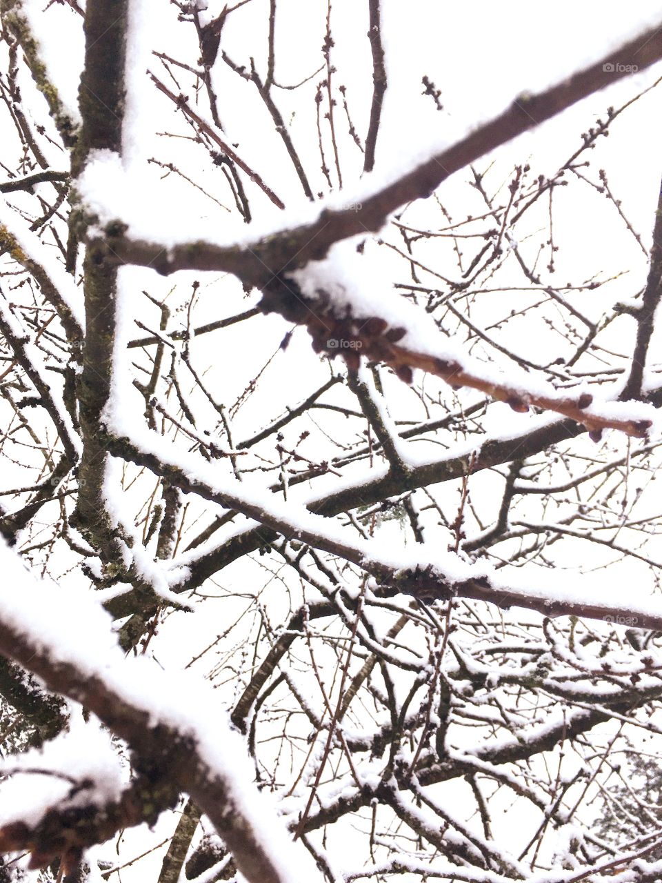 Winter branches