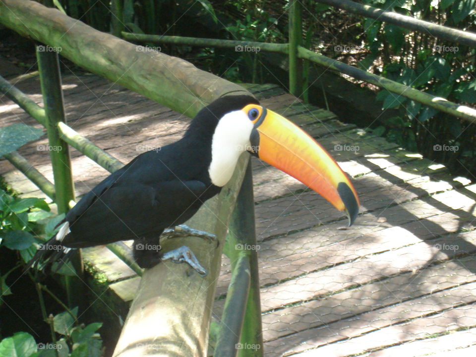 NATURE, BIRDS, ZOO, BREEDING, Poultry.