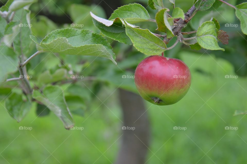 small apple