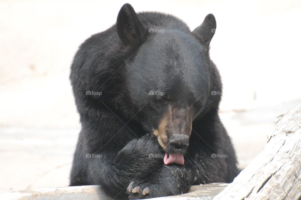 A black bear picking his paw and resting pensively against a cement barrier at the zoo