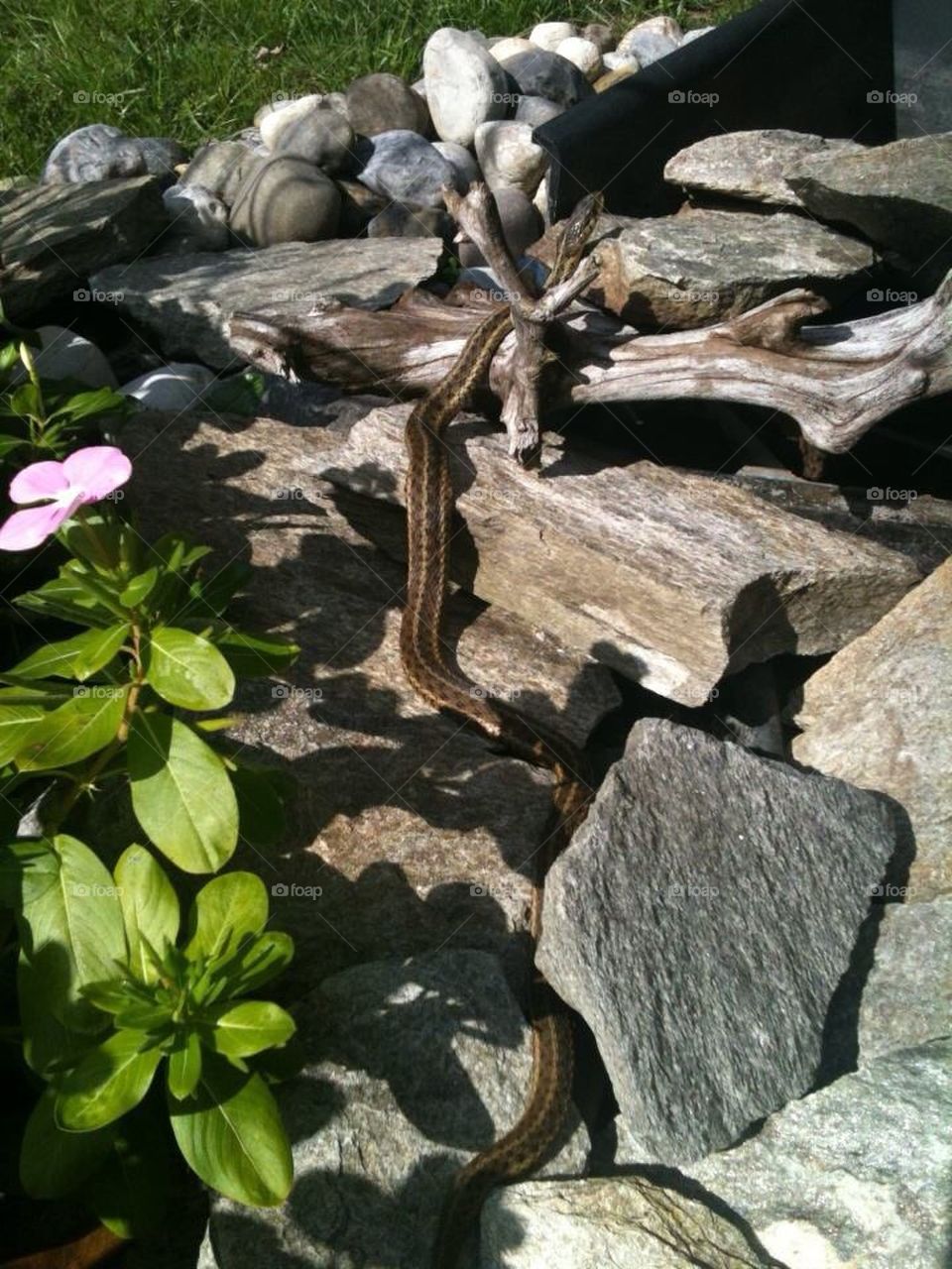 Gardener snake