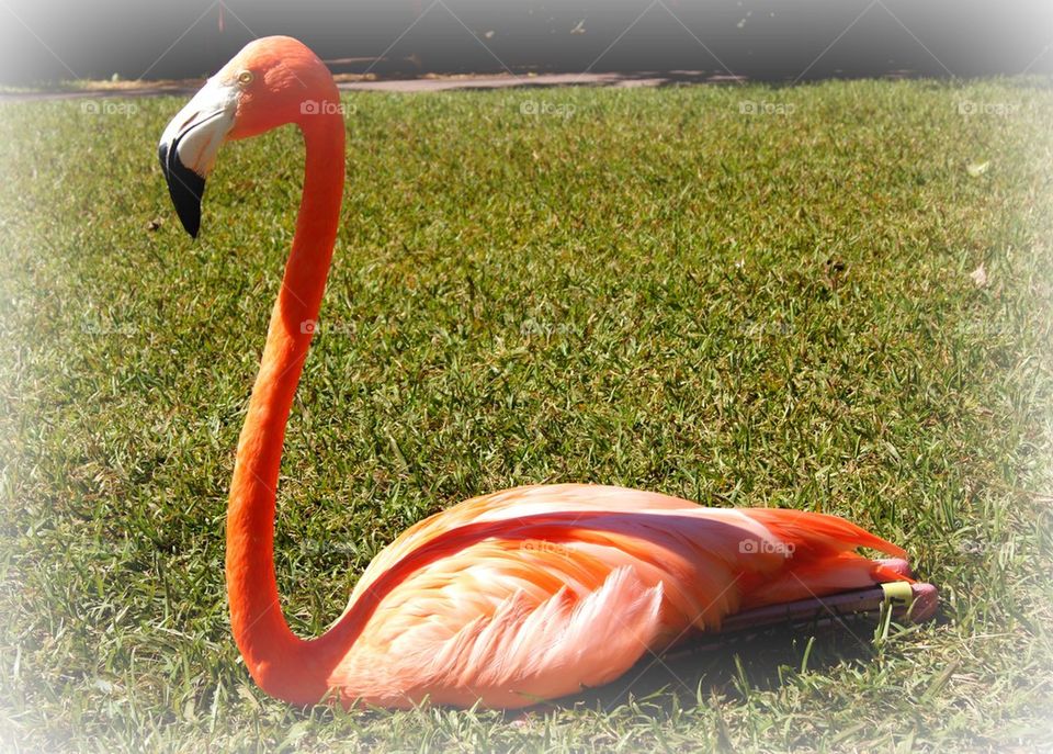 Flamingo 