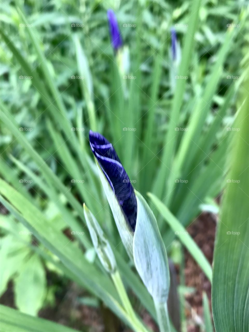 Close-Up Flower Bud