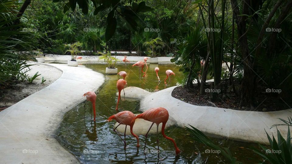 flamingo