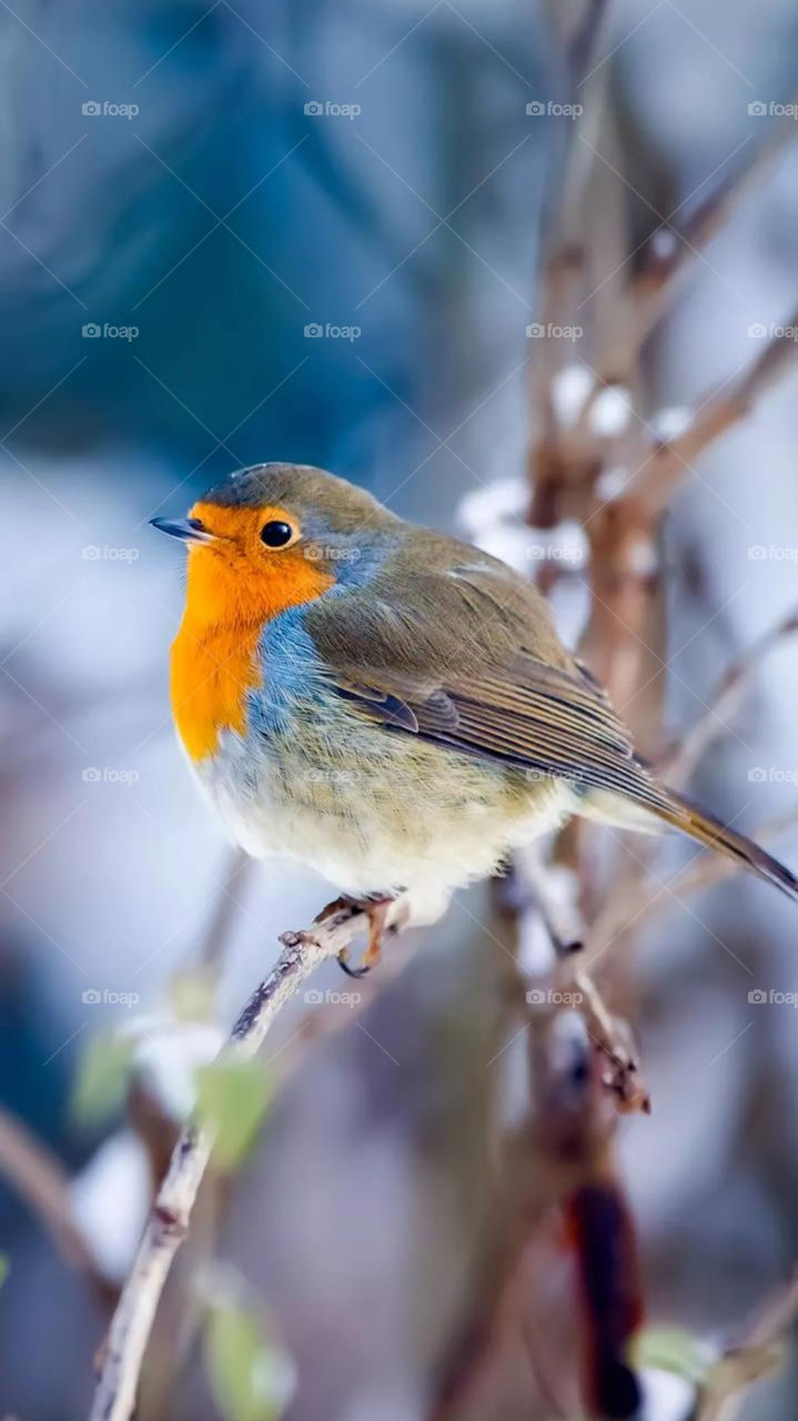 Erithacus rubecula (Robin bird)