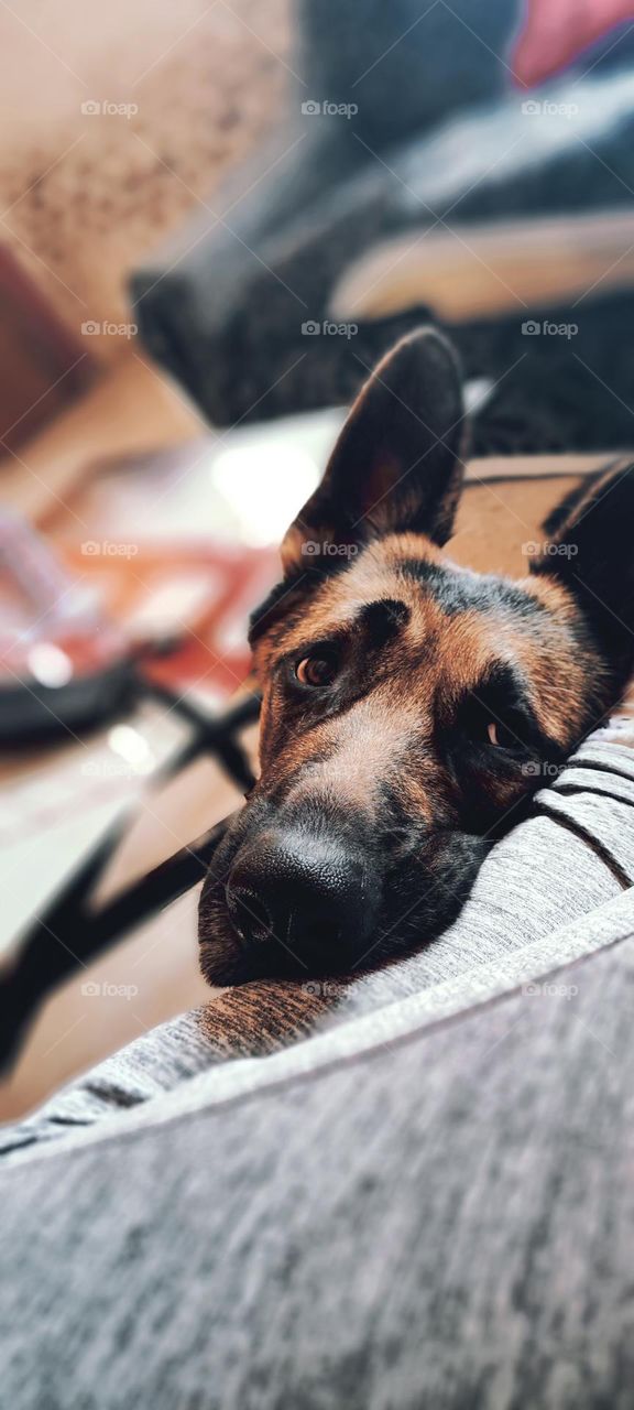 Congo siesta time🥹💕