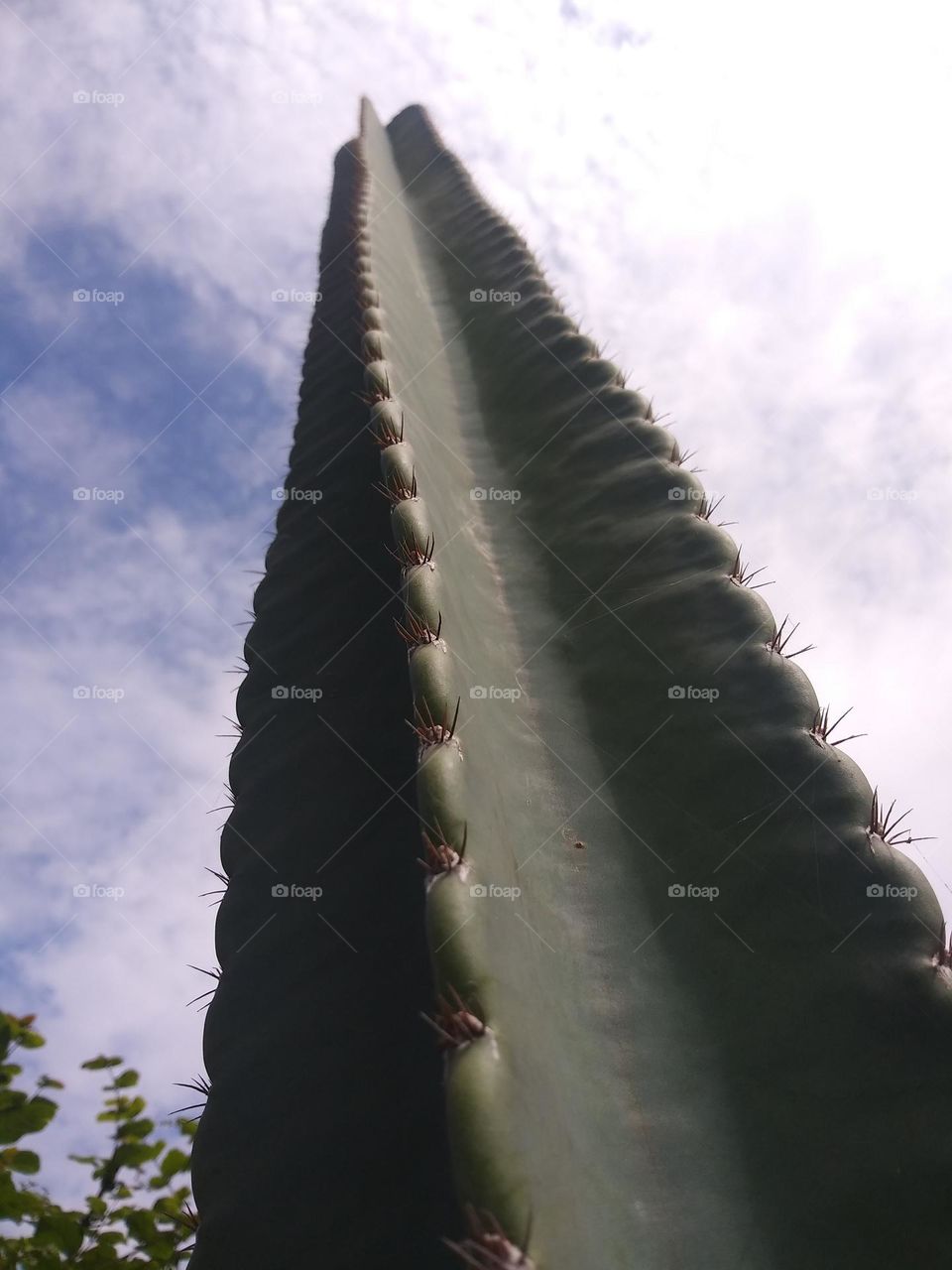 cactus