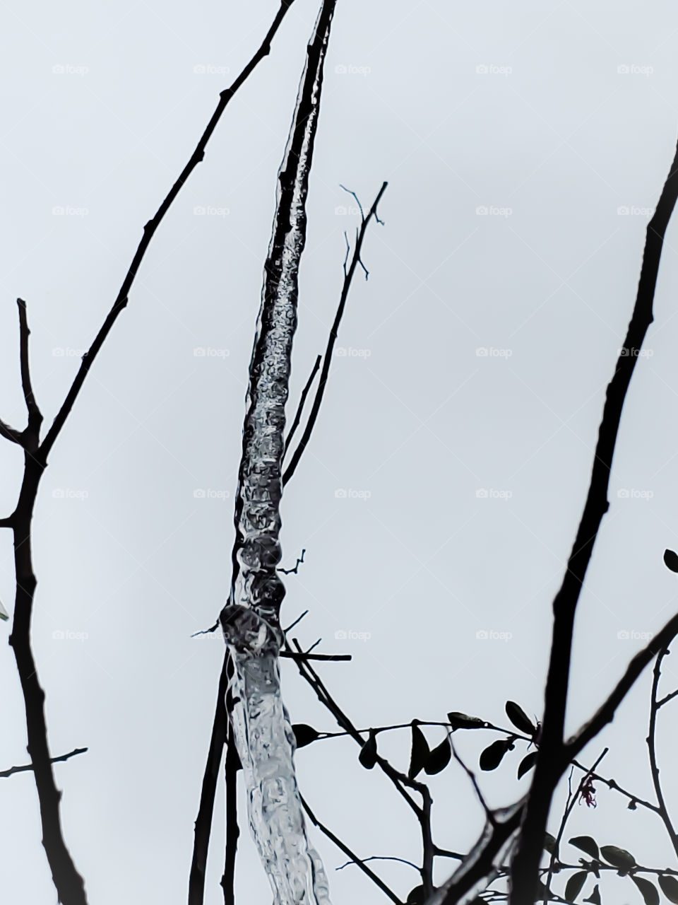 Abstract nature- ice formed on a tree branch in a beaded unicorn shape